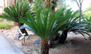 pianta cycas