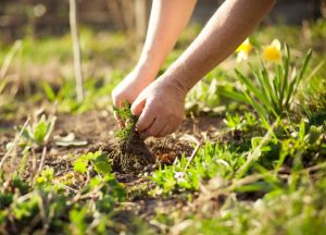 togliere le erbacce in giardino